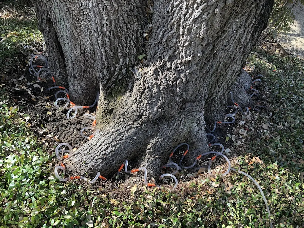 Detailed Tree Cabling and Bracing job site in Champion