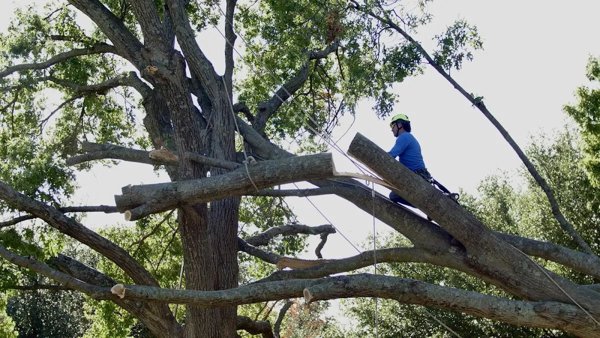 Professional Hazardous Tree Removal performed by certified arborists in Champion